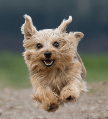 Iams clearance yorkshire terrier