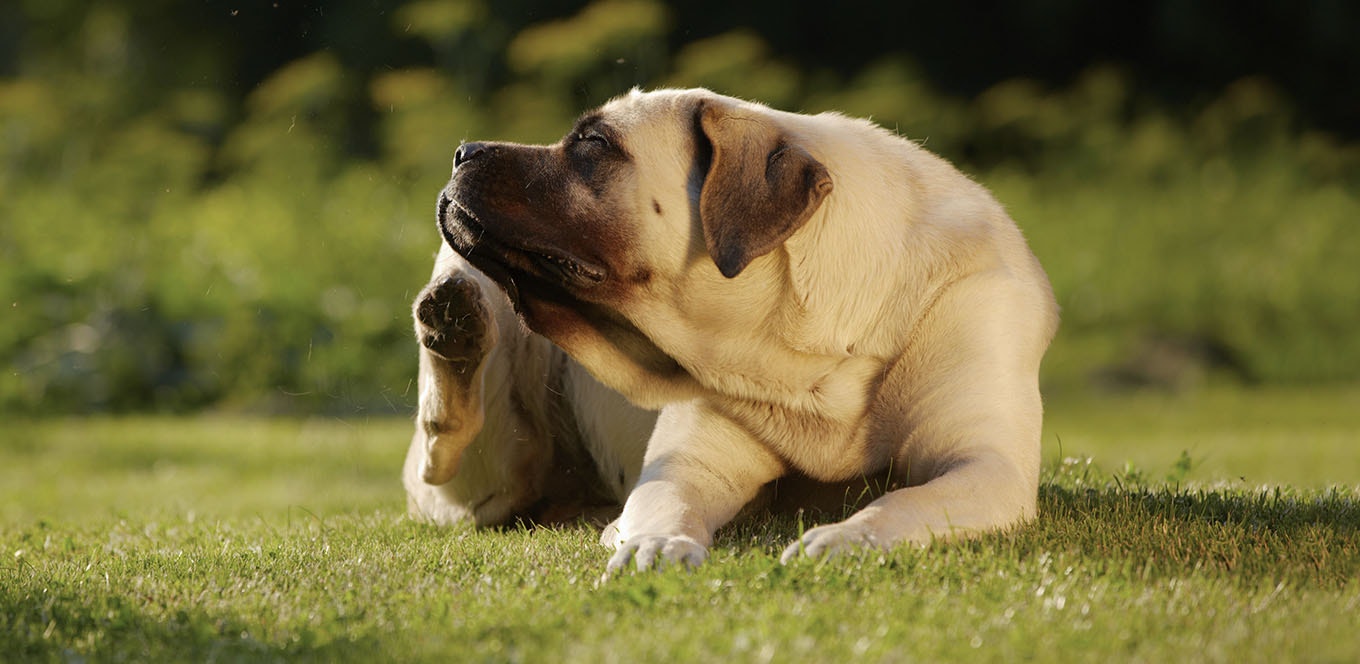 Does Your Dog Have Allergies?