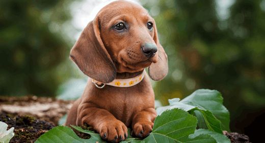Small-Breed Puppy Feeding Secrets