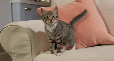 Senior Cat Article