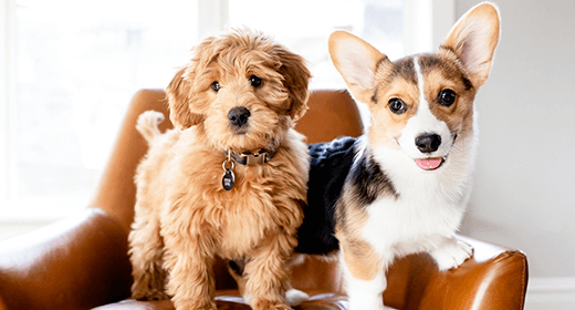 Puppy Basics: Nutrition for Small and Toy Breeds