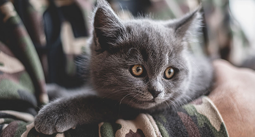5-Tips-to-Help-Your-Kitten-Live-a-Long-and-Healthy-Life mobile