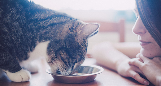 Is Your Kitten Ready for Adult Cat Food?-mob