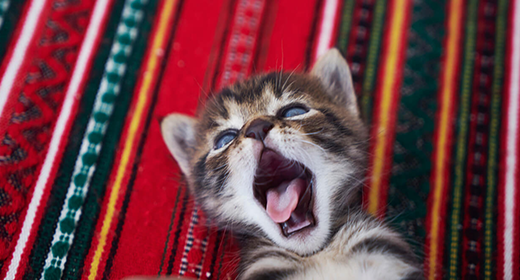 Kitten Basics: Taking Care of Your Kitten’s Oral Health