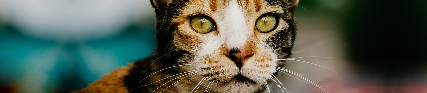 Why Antioxidants Are Good For Your Cat