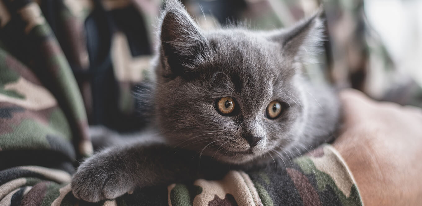 5 Tips to Help Your Kitten Live a Long and Healthy Life