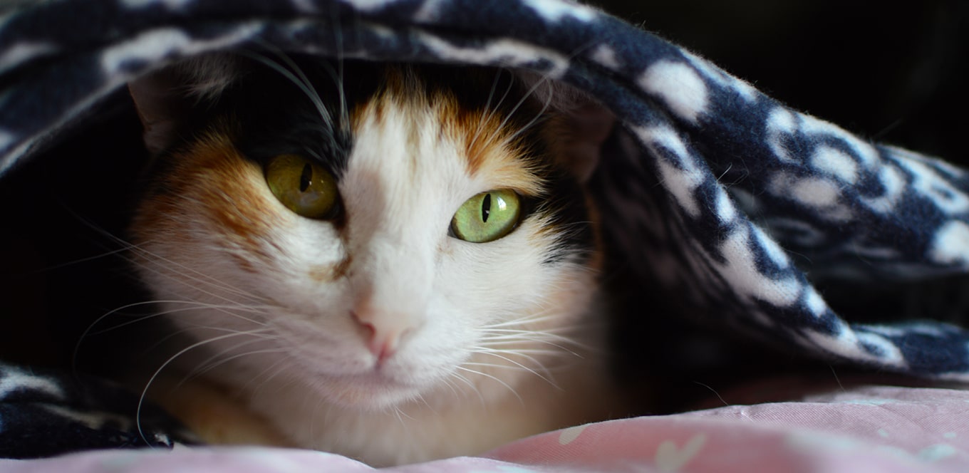 Corn Ingredients and Their Use in Our Cat Foods