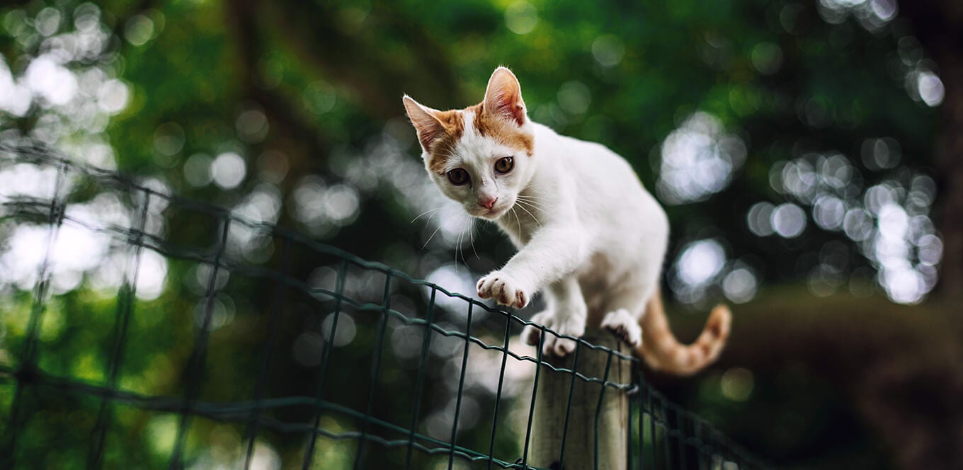 When can kittens eat meat cheap