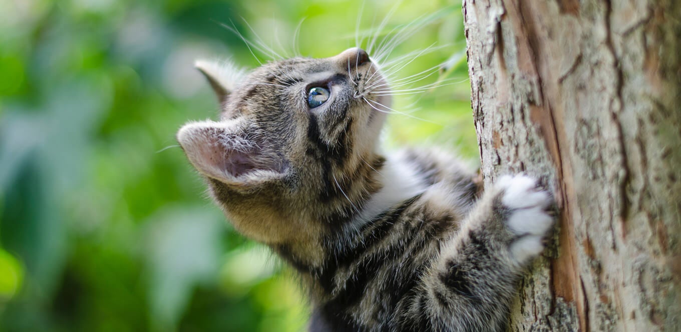 Kitten raw diet store