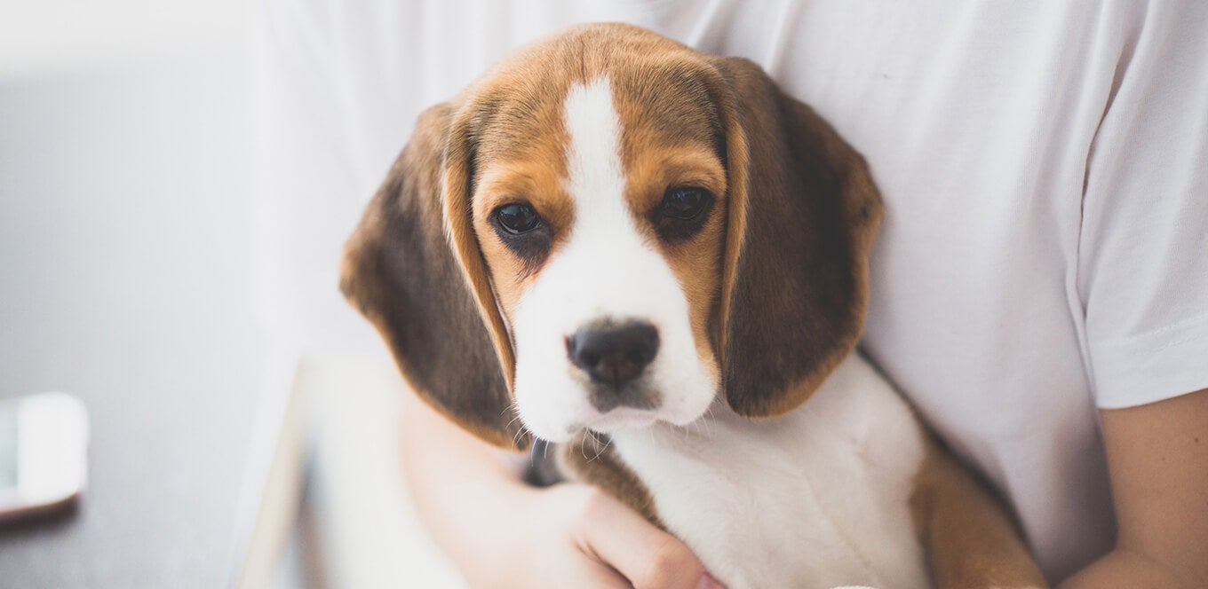 Best dog food for beagle philippines top
