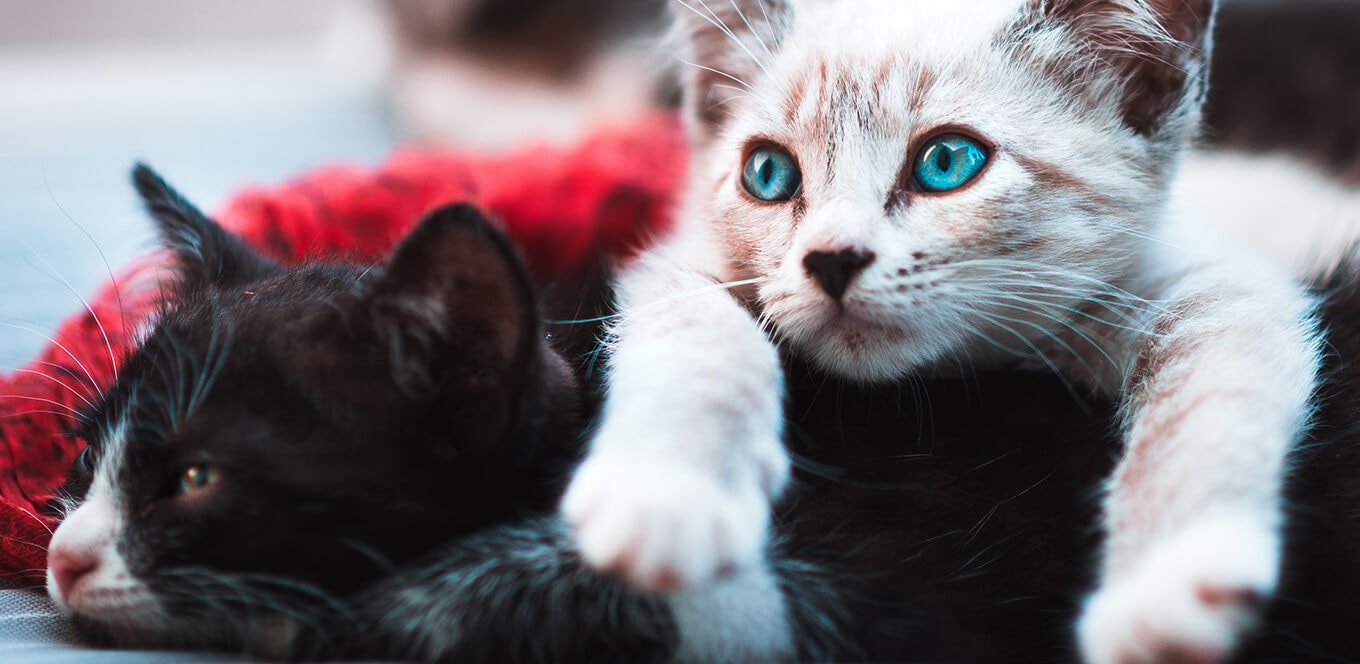article the importance of taurine in kitten foods header