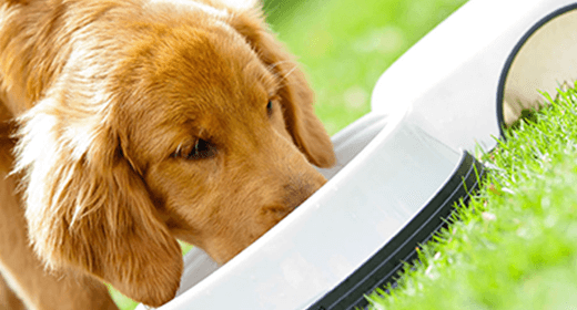 Common Questions about Feeding Your Dog