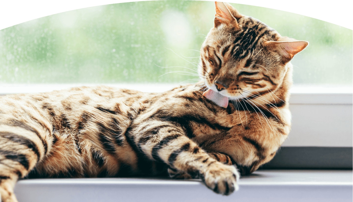 FeaturedContent coat