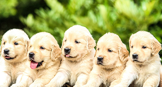 Puppy Basics: Selecting the Right Food
