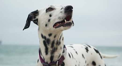 The Nutrients Your Dog Needs for a Healthy Coat and Skin
