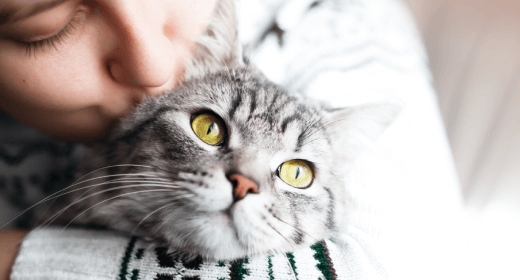 Your Cat's Health from 1 to 8 Years