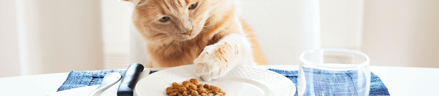 Learn What Do Cats Eat How To Feed Them IAMS Philippines