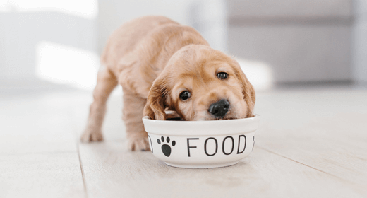 Why the Taste of Your Dog’s Food Matters
