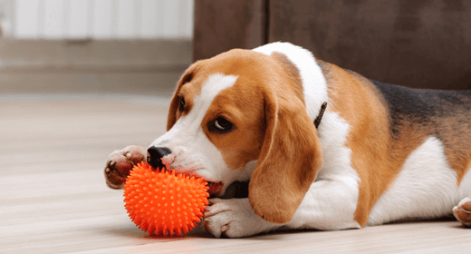 Encouraging Healthy Chewing Behavior in Your Dog