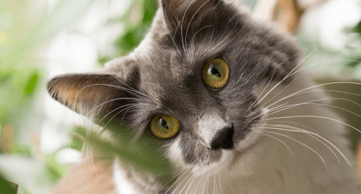 How Nutrition Can Help Improve Your Cat’s Coat