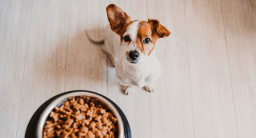 How to Evaluate Which Food Is Best for Your Dog