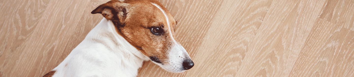 Recognizing the Signs of Bloat in Your Dog