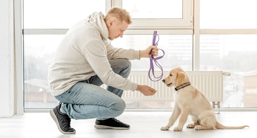 Leash training a puppy