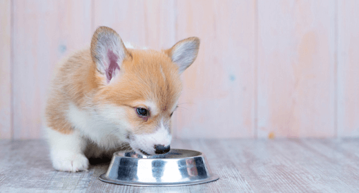 Nutrition for Medium-Breed Puppies