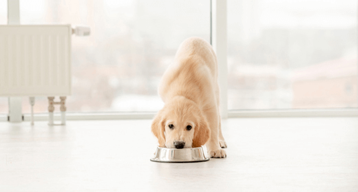 How to Transition Your Puppy to Adult Food