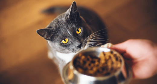 Tips for Feeding Your Adult Cat