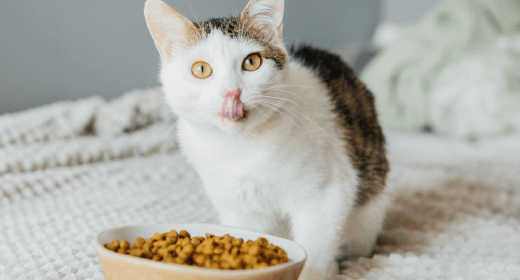 Why Ethoxyquin Is Important for Your Cat’s Health