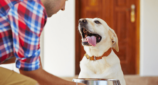 Tips for Feeding Your Adult Dog