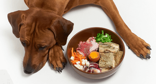 Why Your Dog Needs Protein