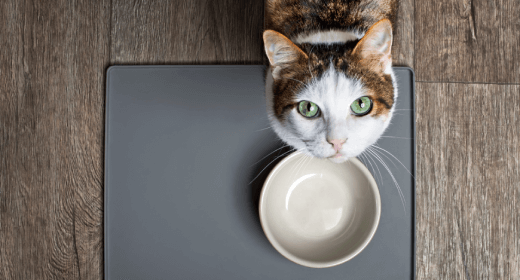 What You Should Know About Changing Your Cat’s Diet 