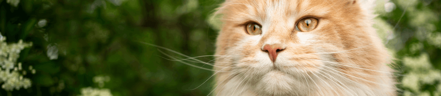 The Importance of Protein, Fat, and Fiber in Cat Food	