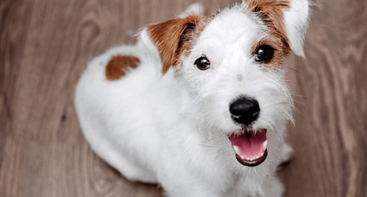 How Diet Helps Your Dog’s Teeth