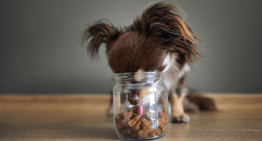 Is Your Dog a Finicky Eater?