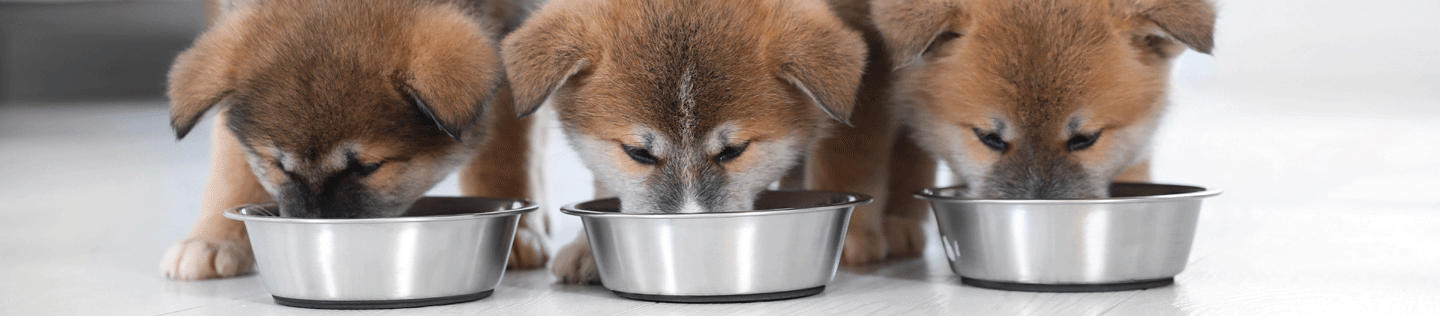 Puppy Basics: Switching Your Puppy’s Food