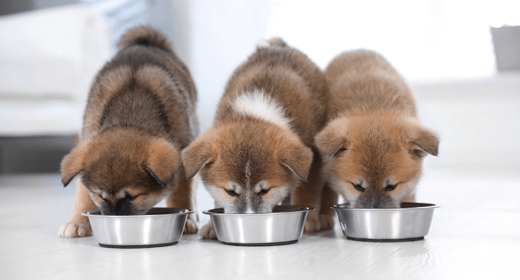 Puppy Basics: Switching Your Puppy’s Food