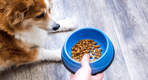 Special Nutritional Needs of Senior Pets