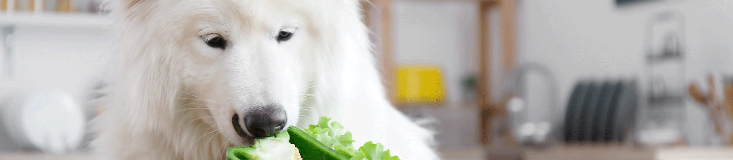 Why Is Fiber in Your Dog's Food?