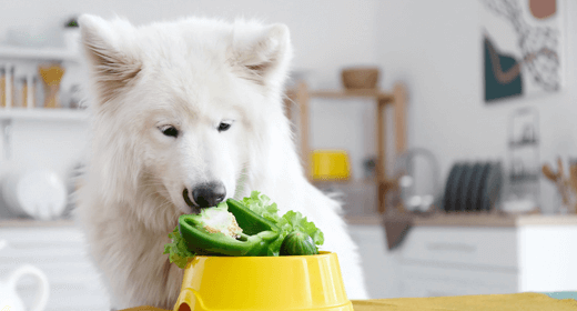 Why Is Fiber in Your Dog's Food?