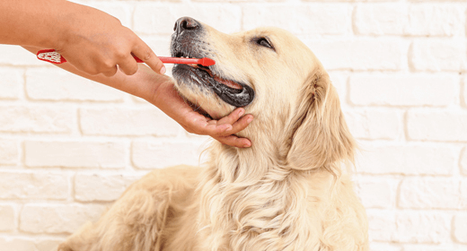 How Oral Health Affects Your Dog’s Overall Health