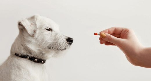 Why You Shouldn’t Supplement Your Dog's Diet