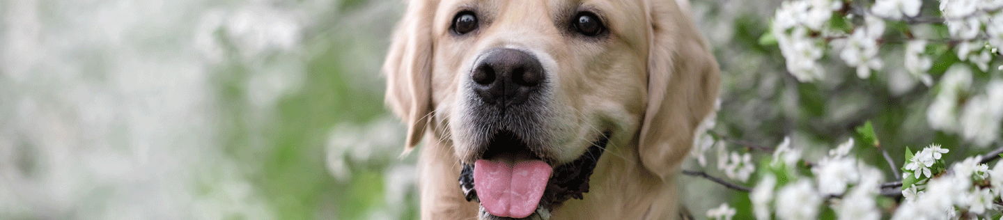 Making the Most of Your Dog’s Mature Years