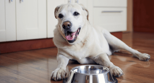Your Senior Dog’s Special Nutritional Needs