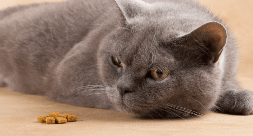 Is Your Cat a Finicky Eater?