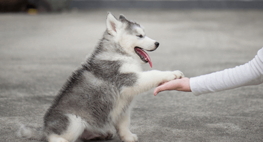 Puppy training basics