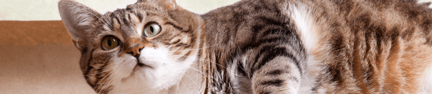 How to Help Your Obese Cat Lose Weight