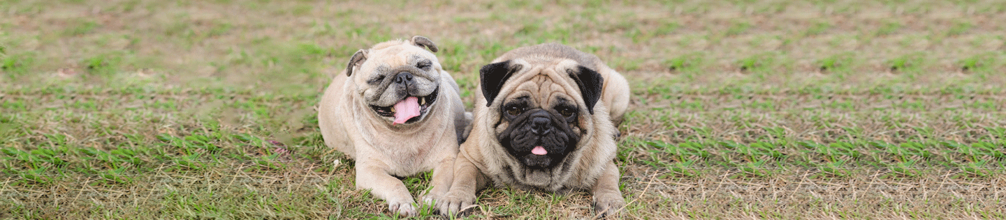 What’s the Difference Between Mature and Senior Dogs?